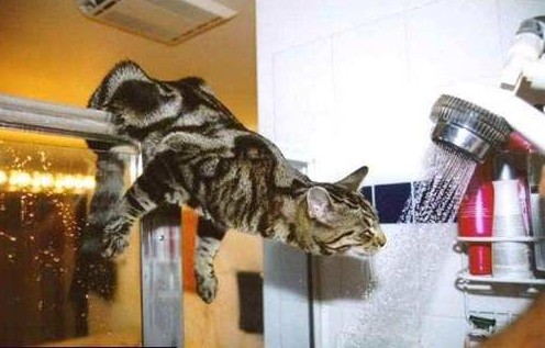 cat having a bath !